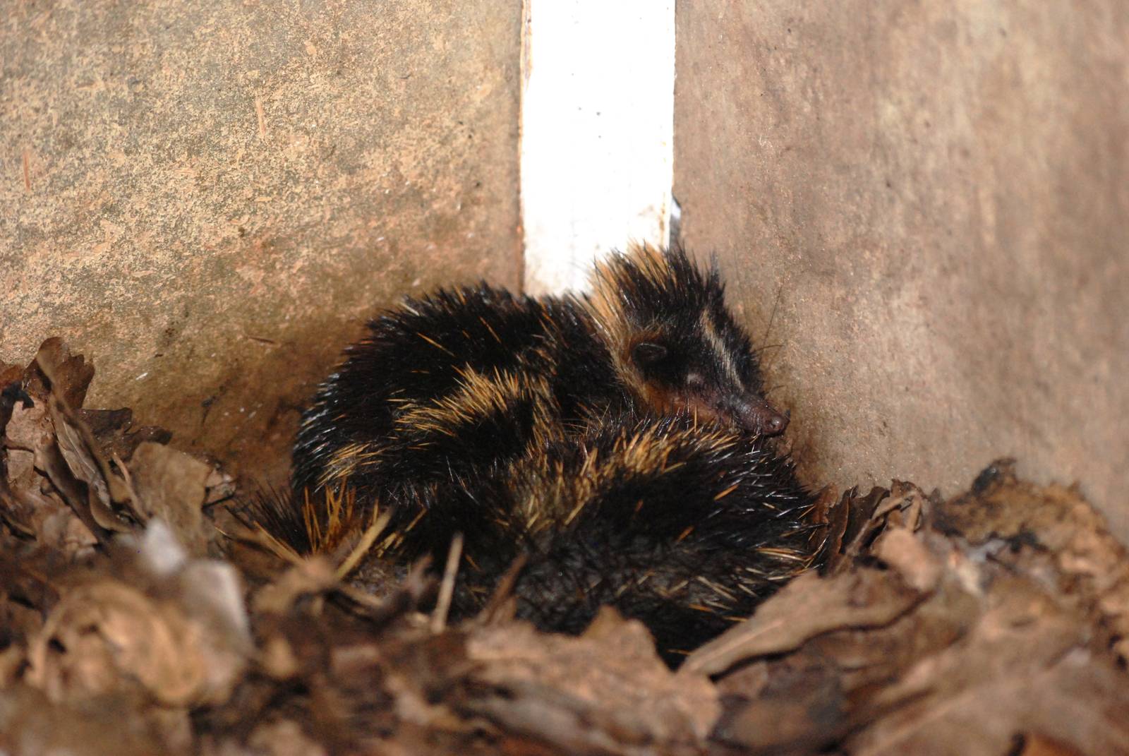 Lowland Streaked Tenrecs at Pilsen, 01/09/12