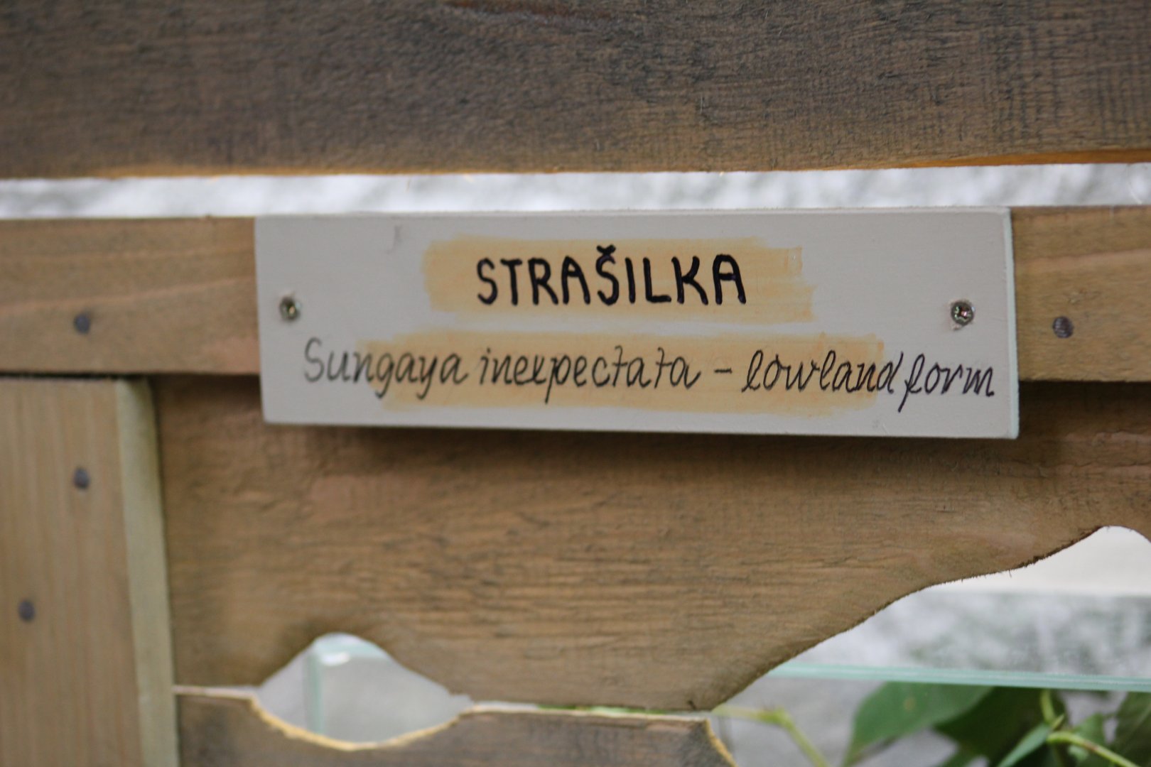 Lowland Sungay Stick Insect Signage