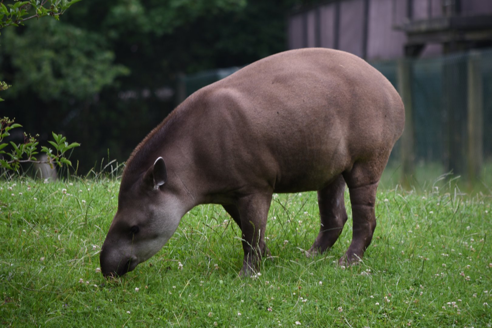 Lowland tapir - 08/07/20