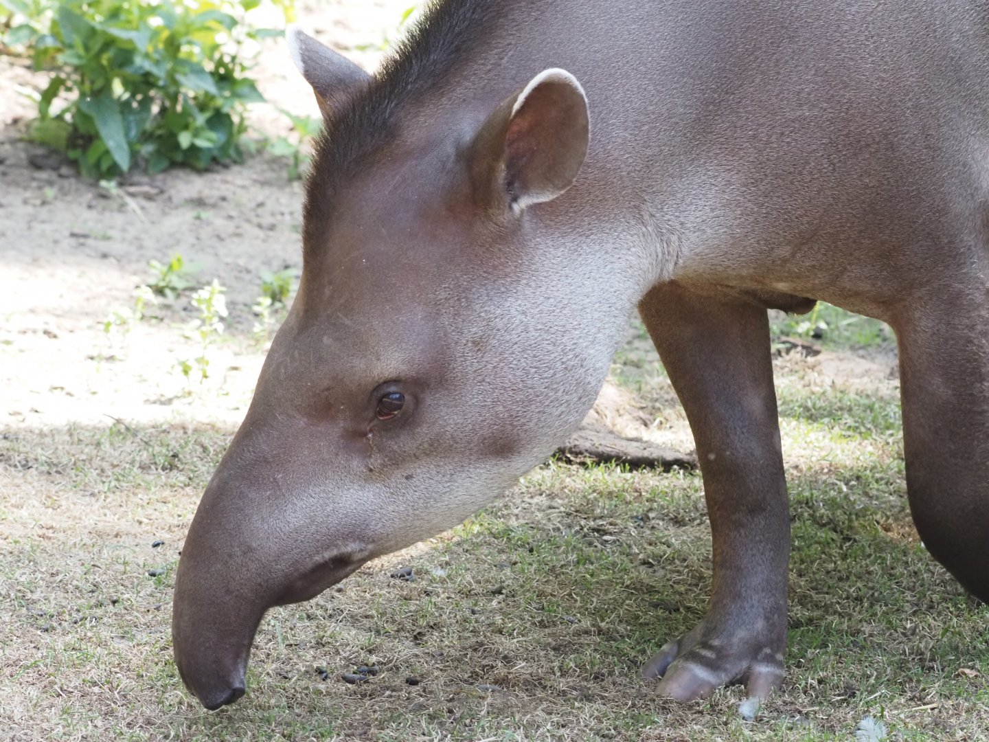 Lowland Tapir 1