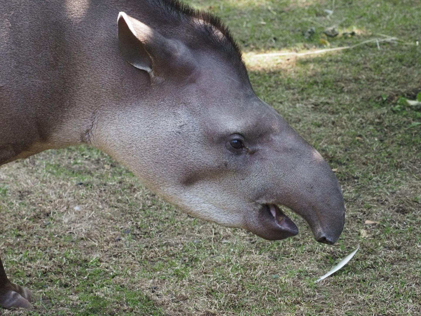 Lowland Tapir 2