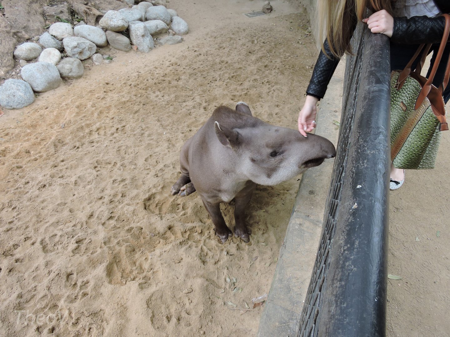 Lowland tapir [2015]