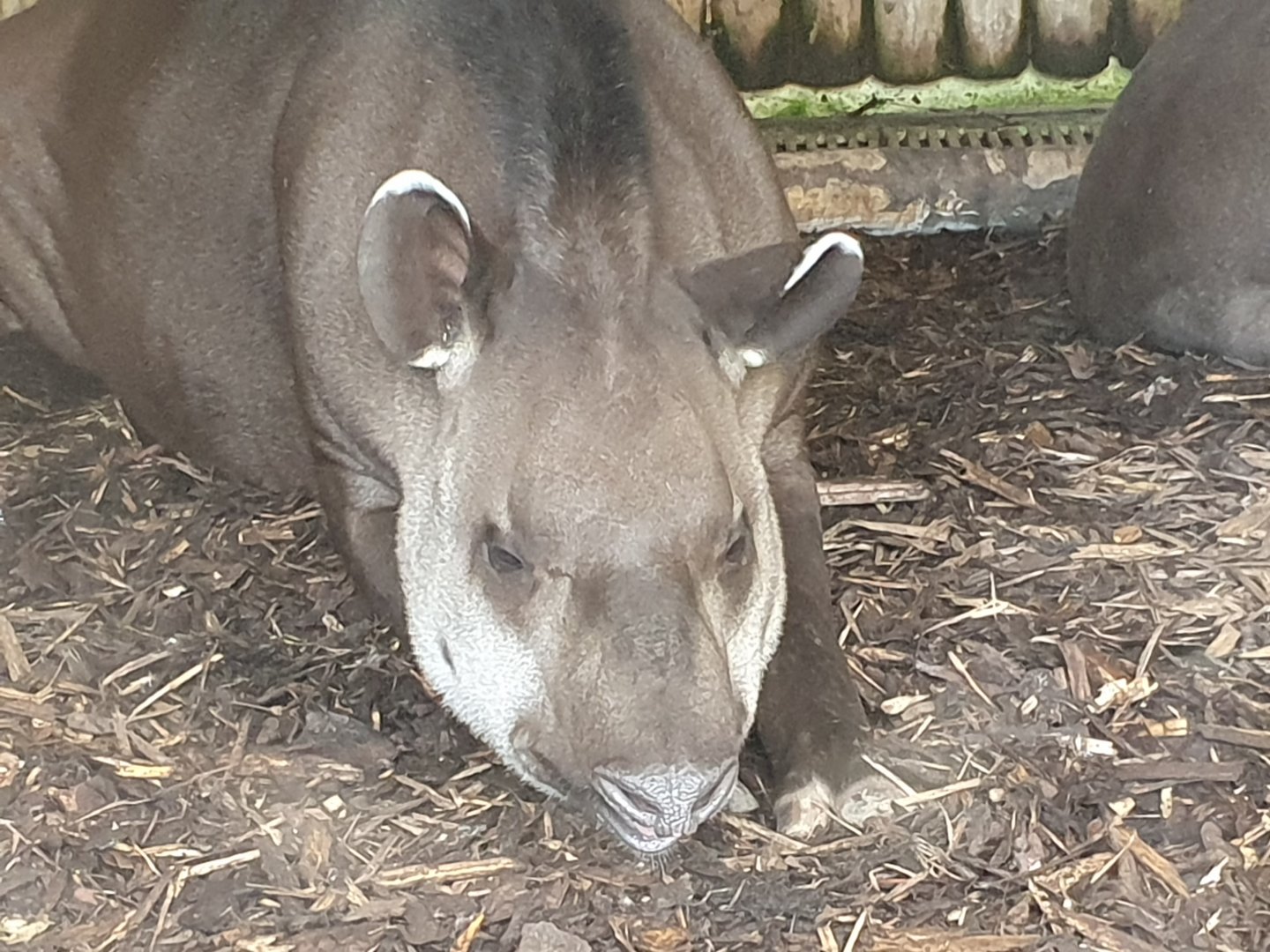 Lowland Tapir 25/8/23