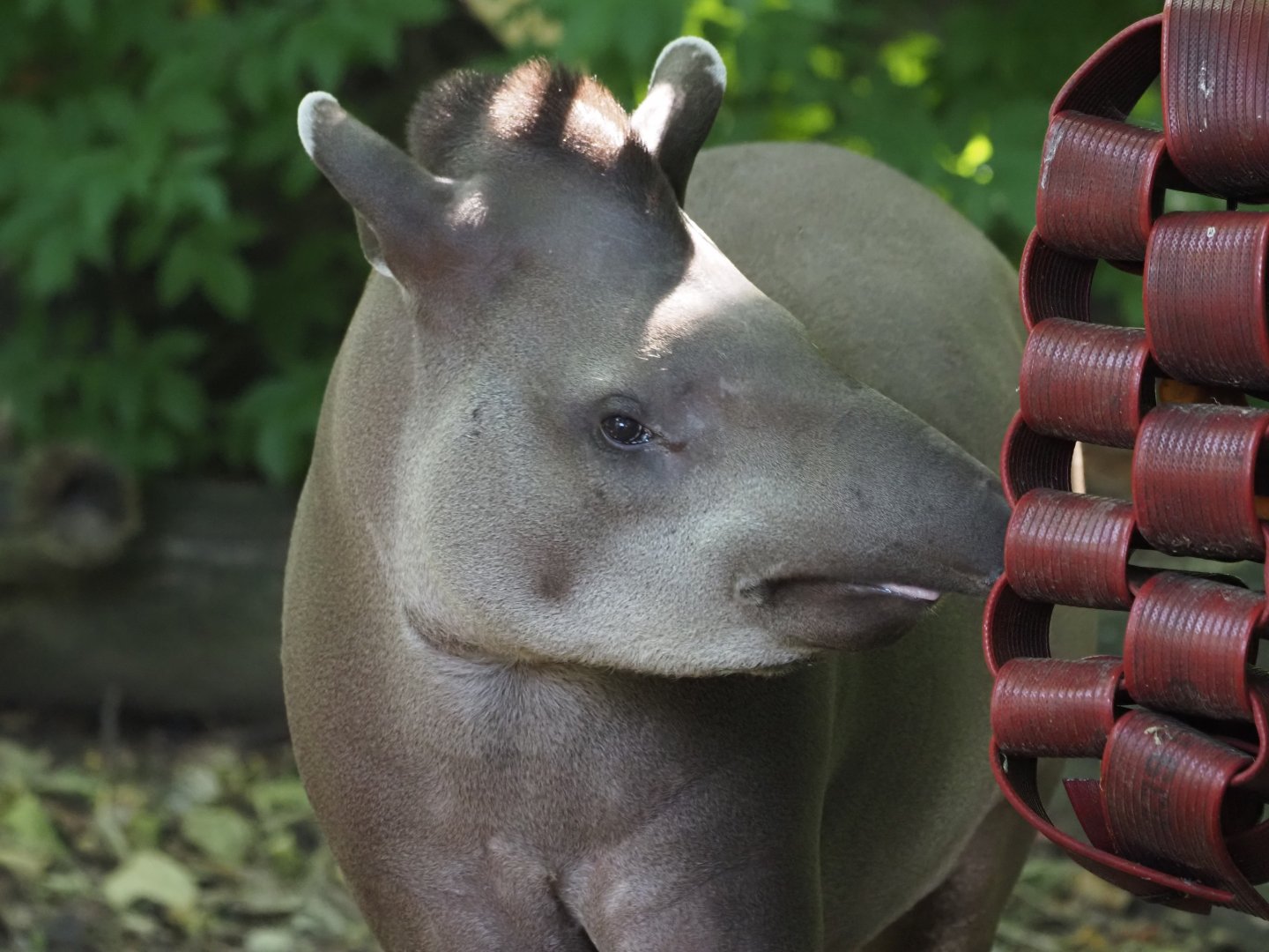 Lowland Tapir 3