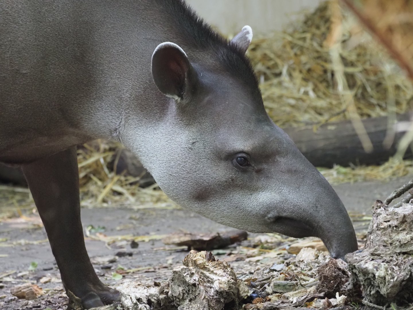 Lowland Tapir 5