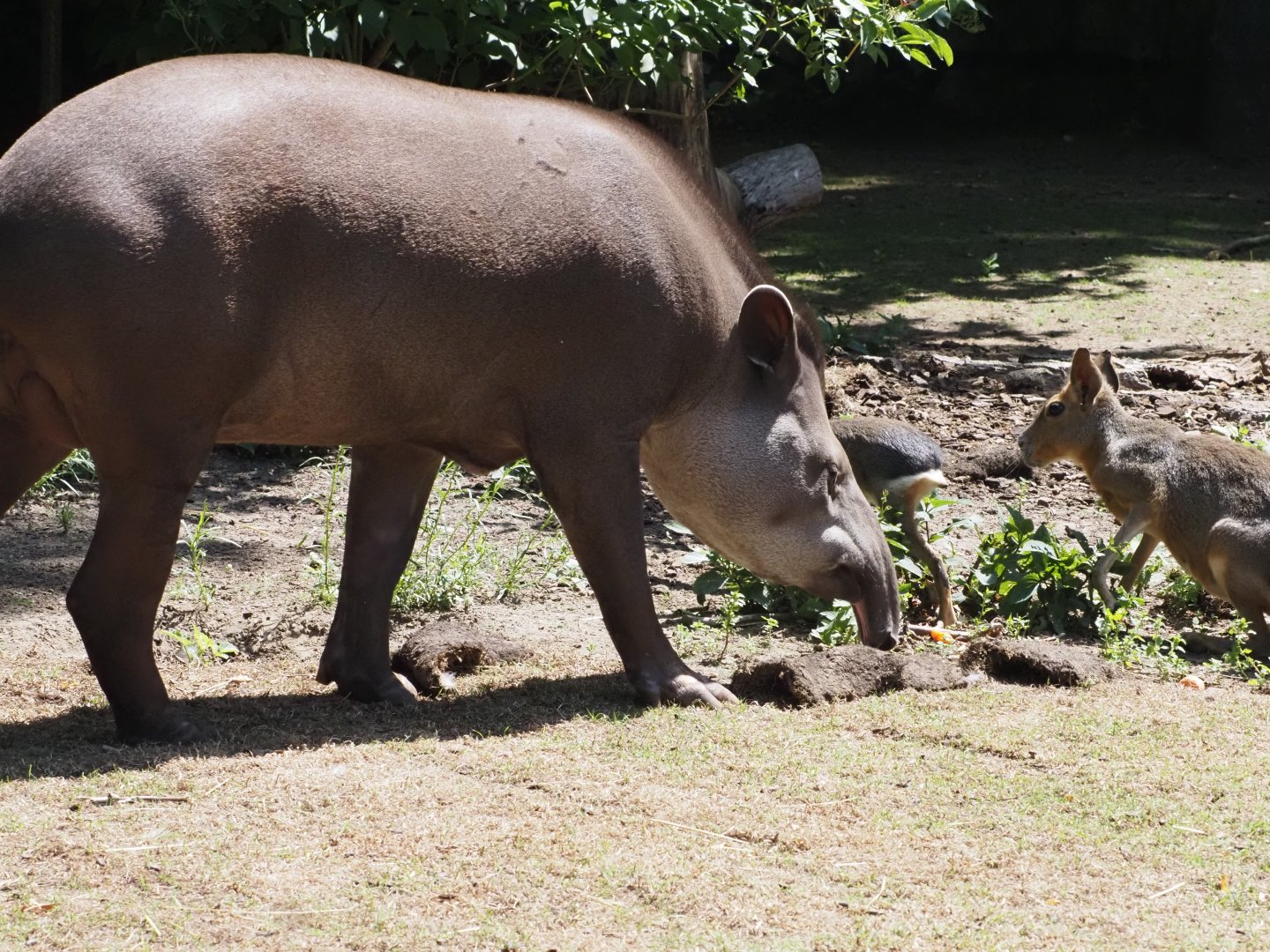 Lowland Tapir and Patagonian Cavies