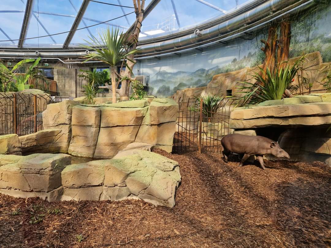Lowland Tapir/ Anteater exhibit