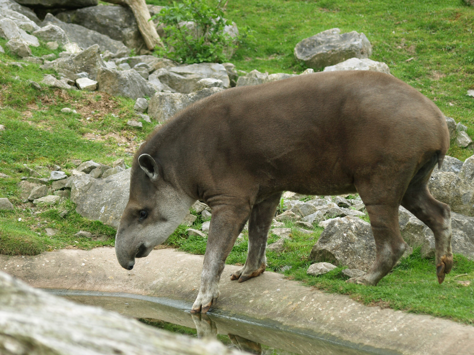 Lowland tapir at Chester 2009