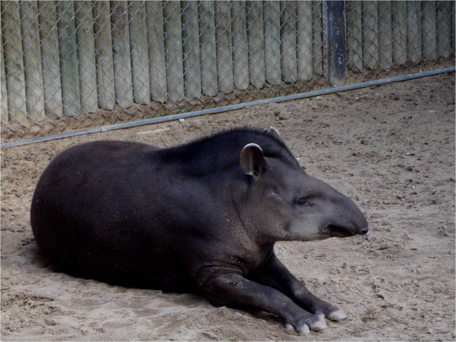 Lowland Tapir at Jardim Zoológico de Lisboa, 13/04/08