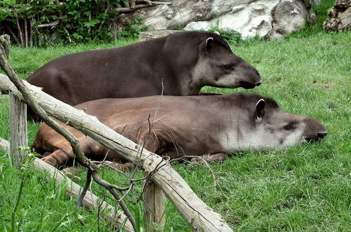 Lowland Tapir at Prague, 25/04/2008