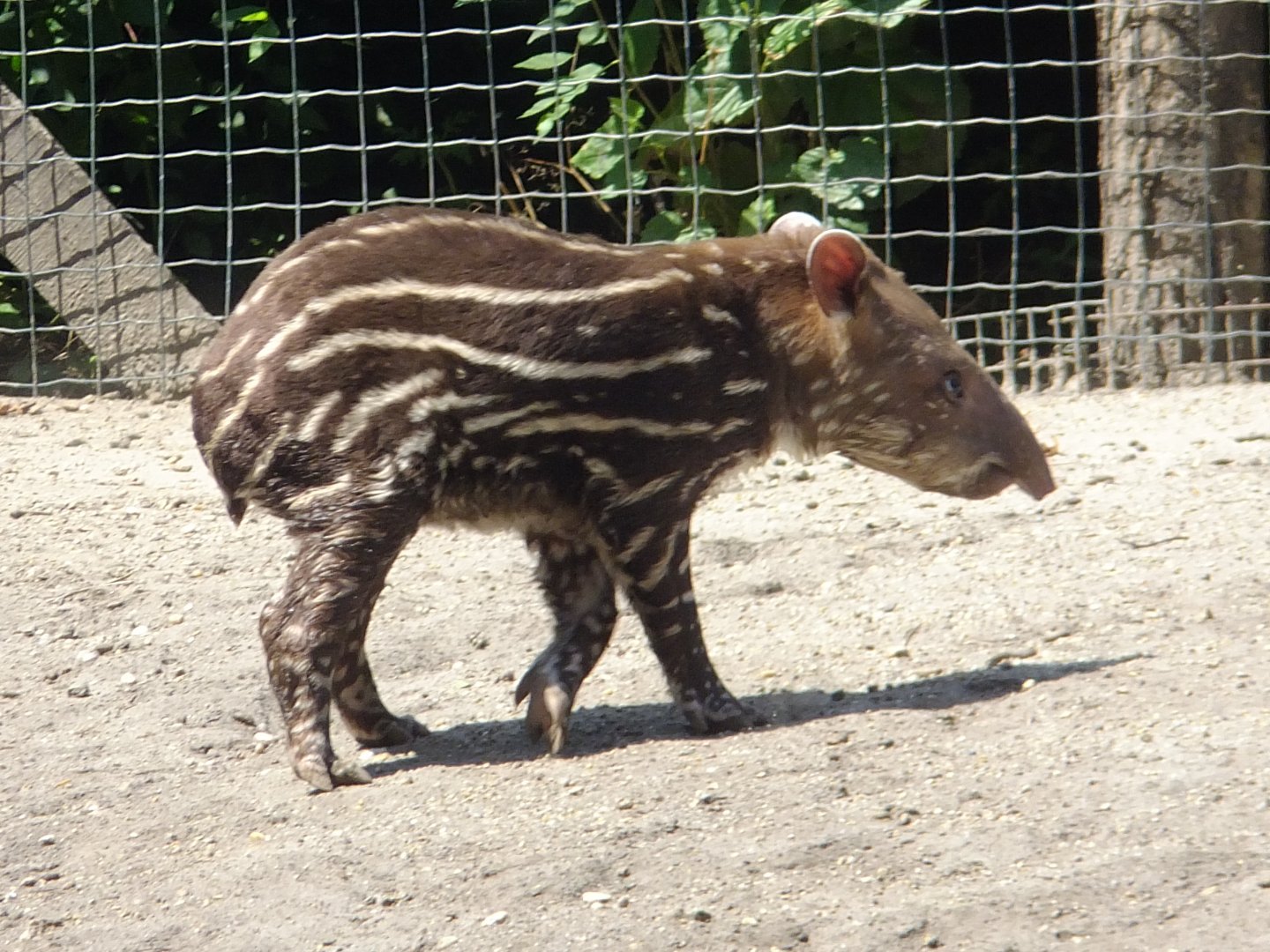 Lowland tapir baby named Rezső