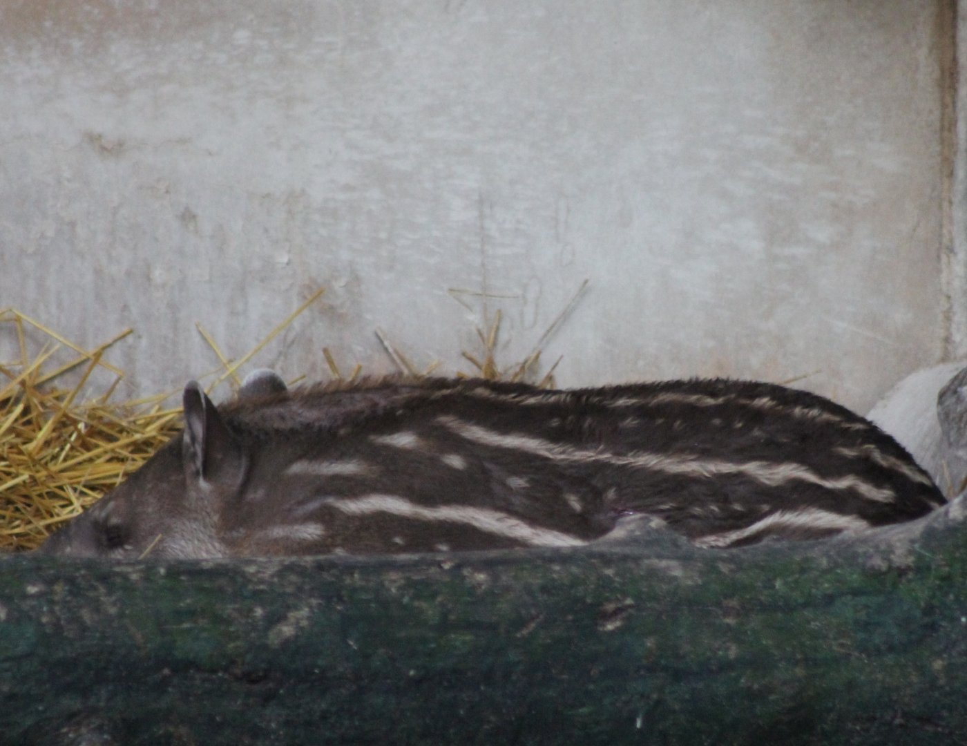 Lowland tapir-calf - Hidding