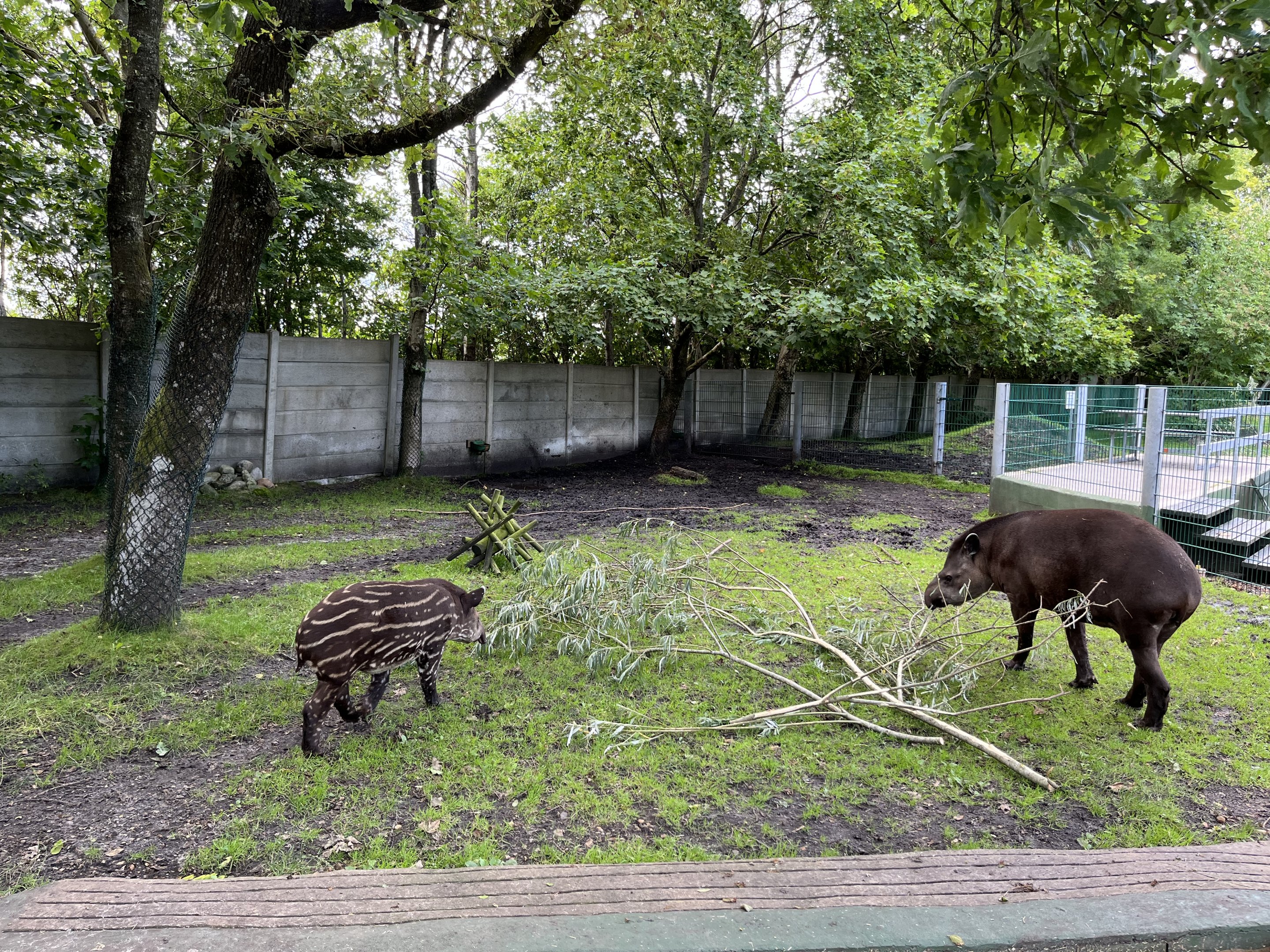 Lowland Tapir/Capybara Exhibit