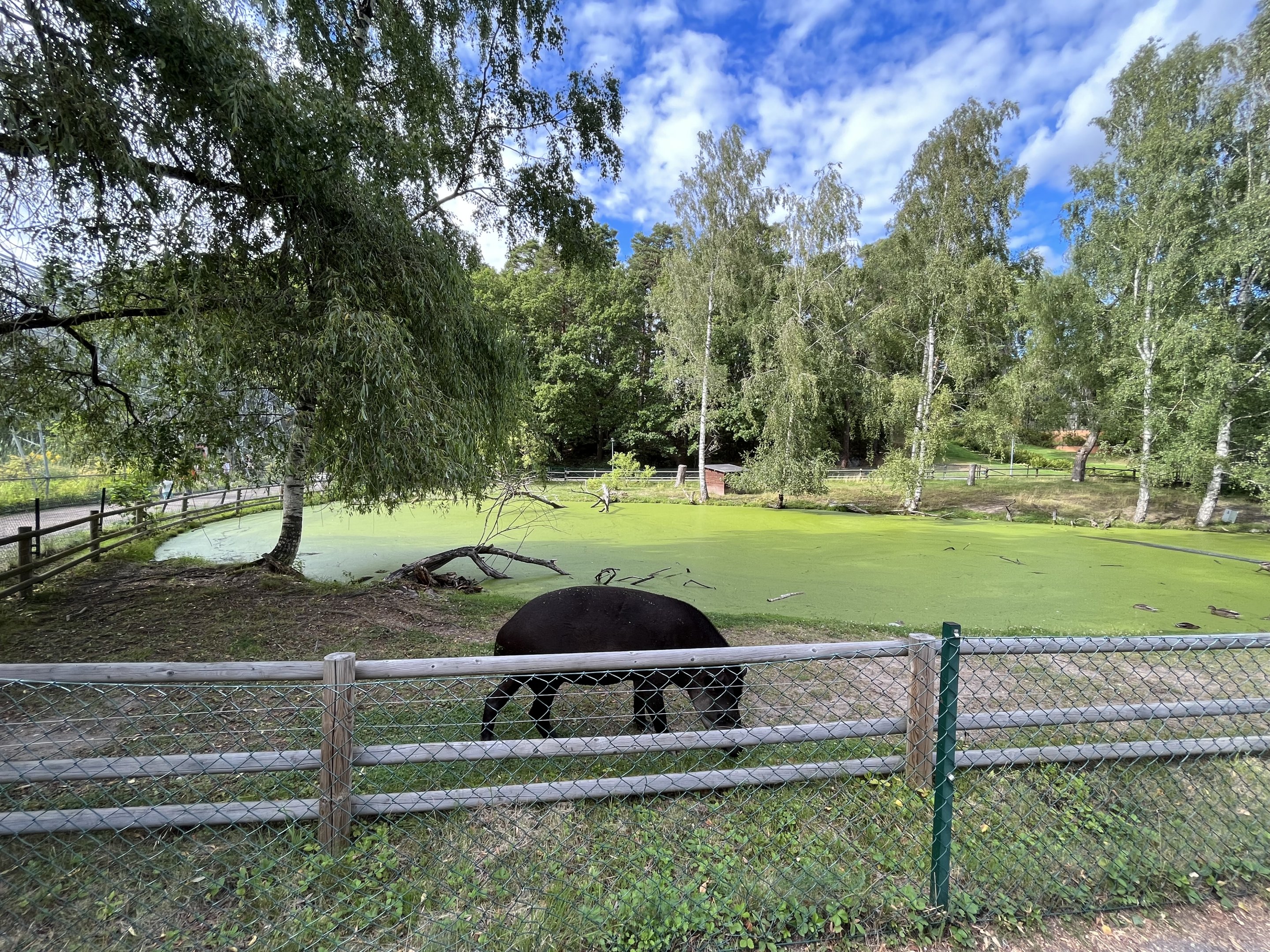 Lowland Tapir/Capybara Exhibit