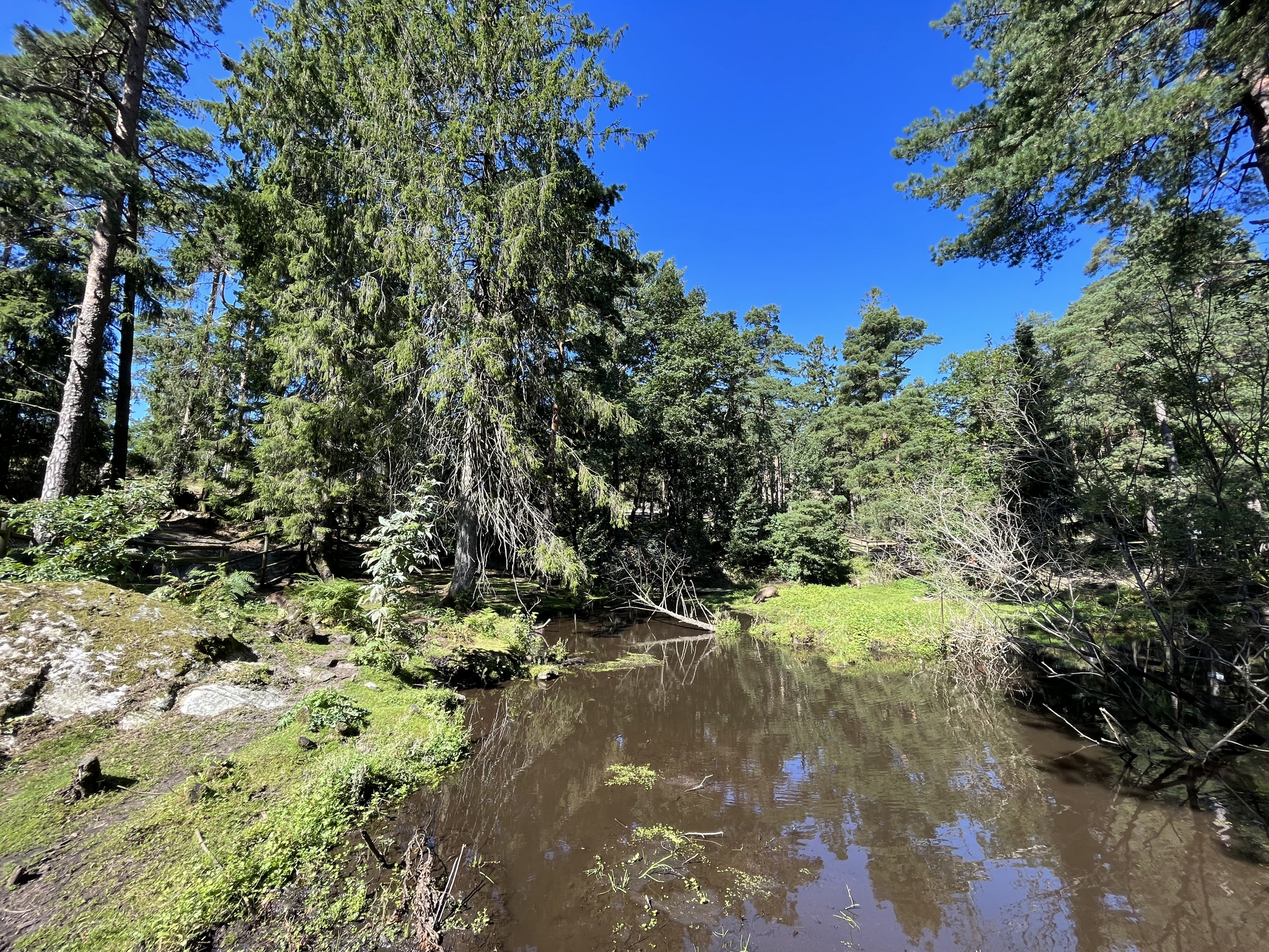 Lowland Tapir/Capybara Exhibit