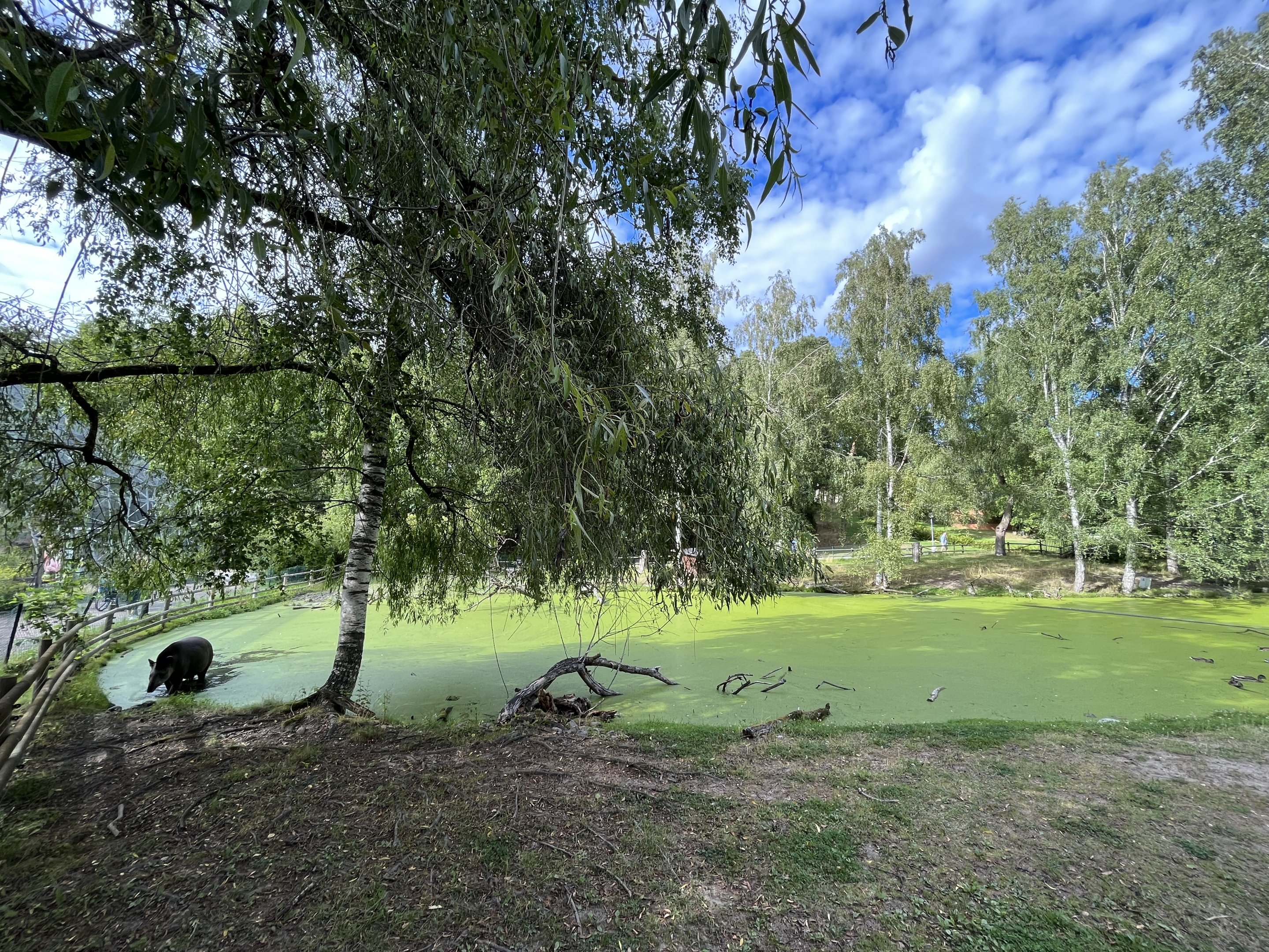 Lowland Tapir/Capybara Pool