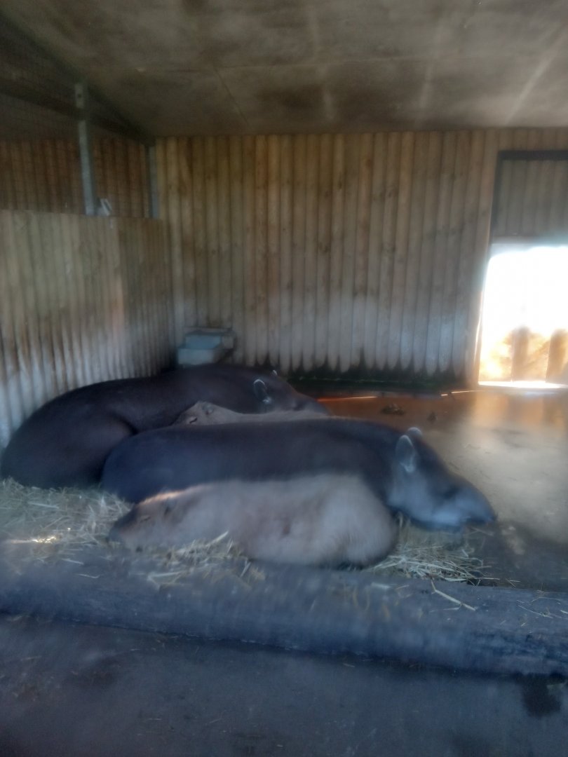 Lowland Tapir & Capybara