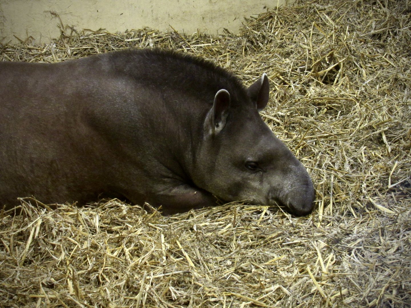 Lowland tapir - Chico