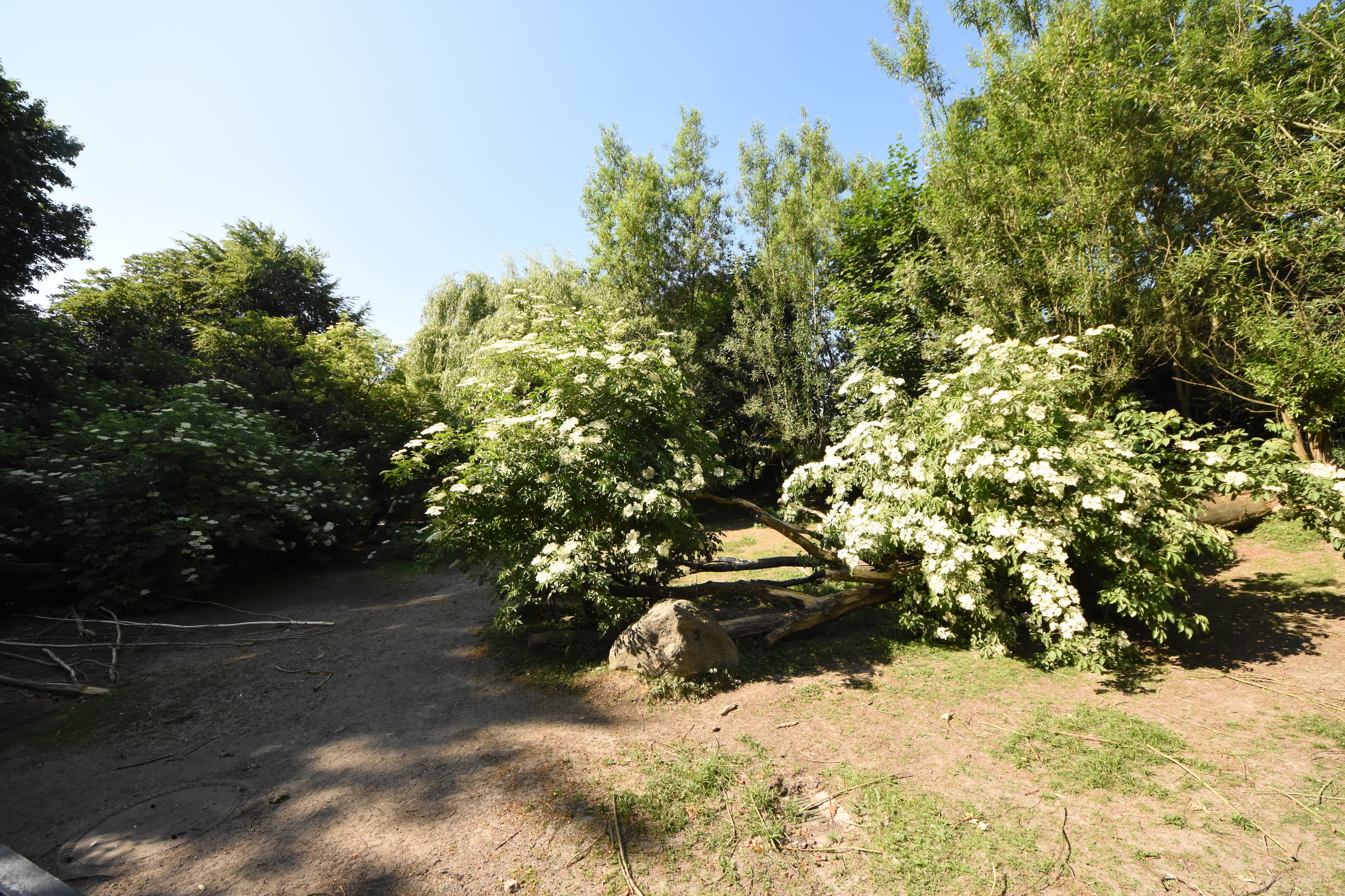 Lowland tapir enclosure