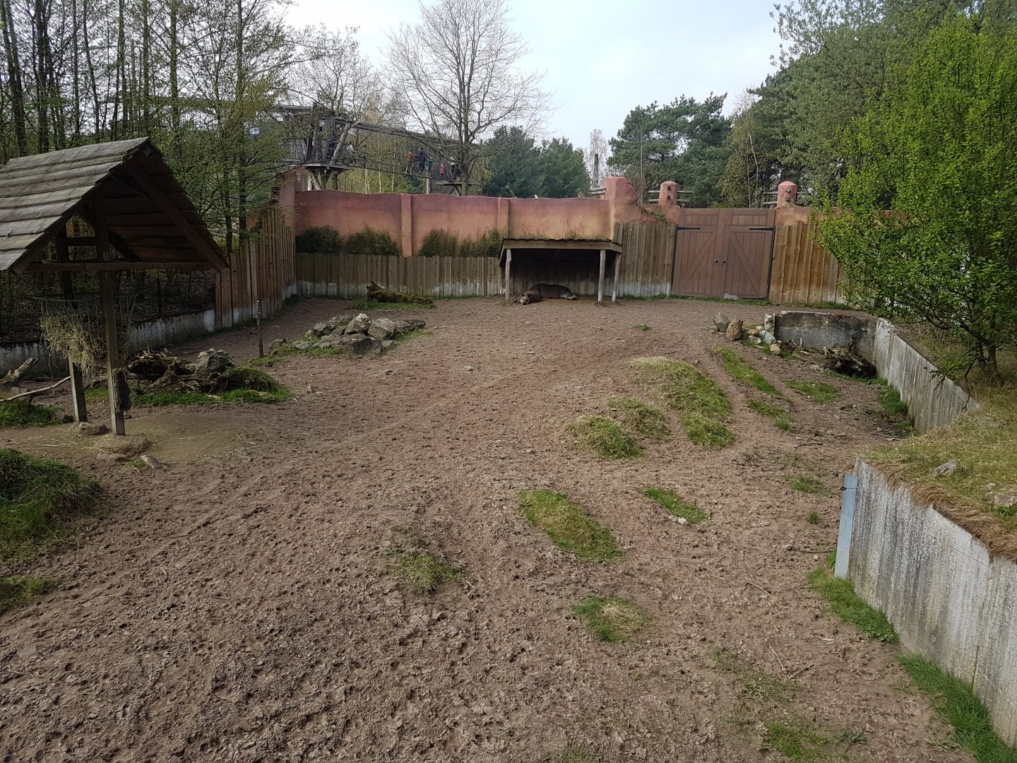 Lowland tapir-enclosure