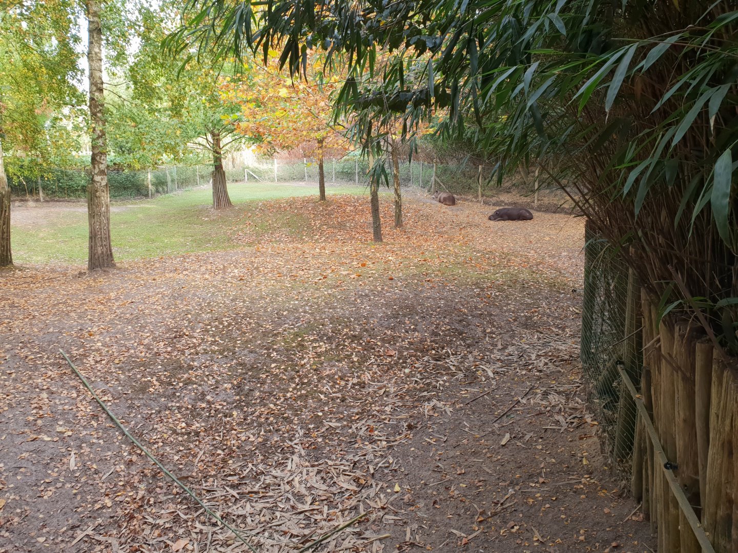 Lowland tapir enclosure