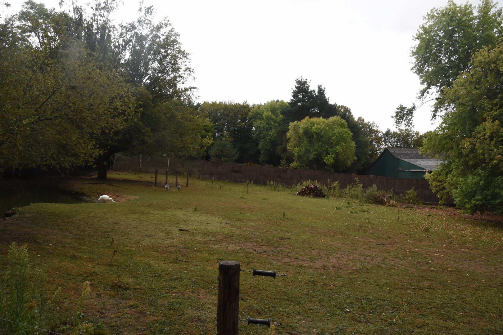 Lowland Tapir enclosure