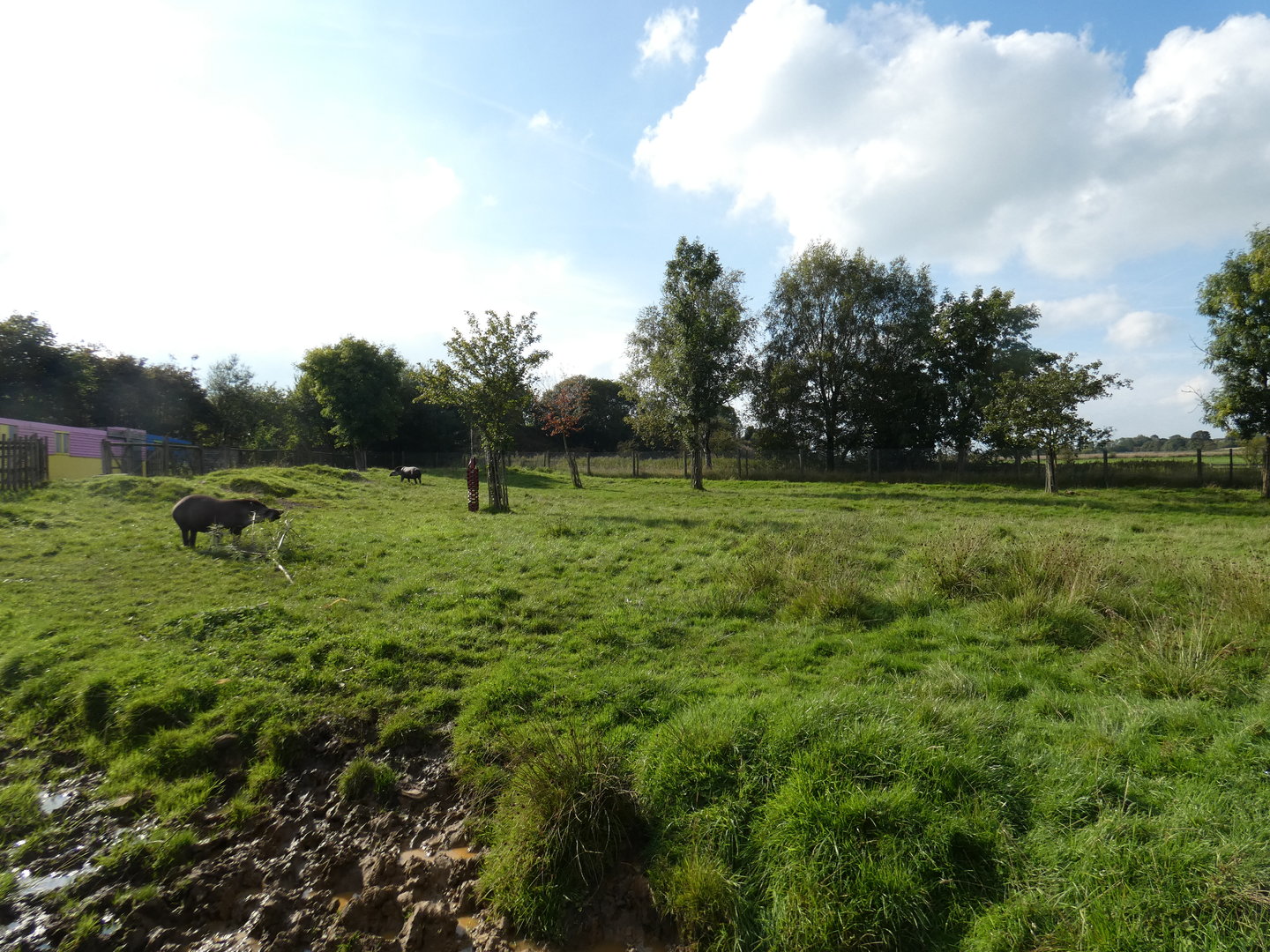 Lowland tapir enclosure