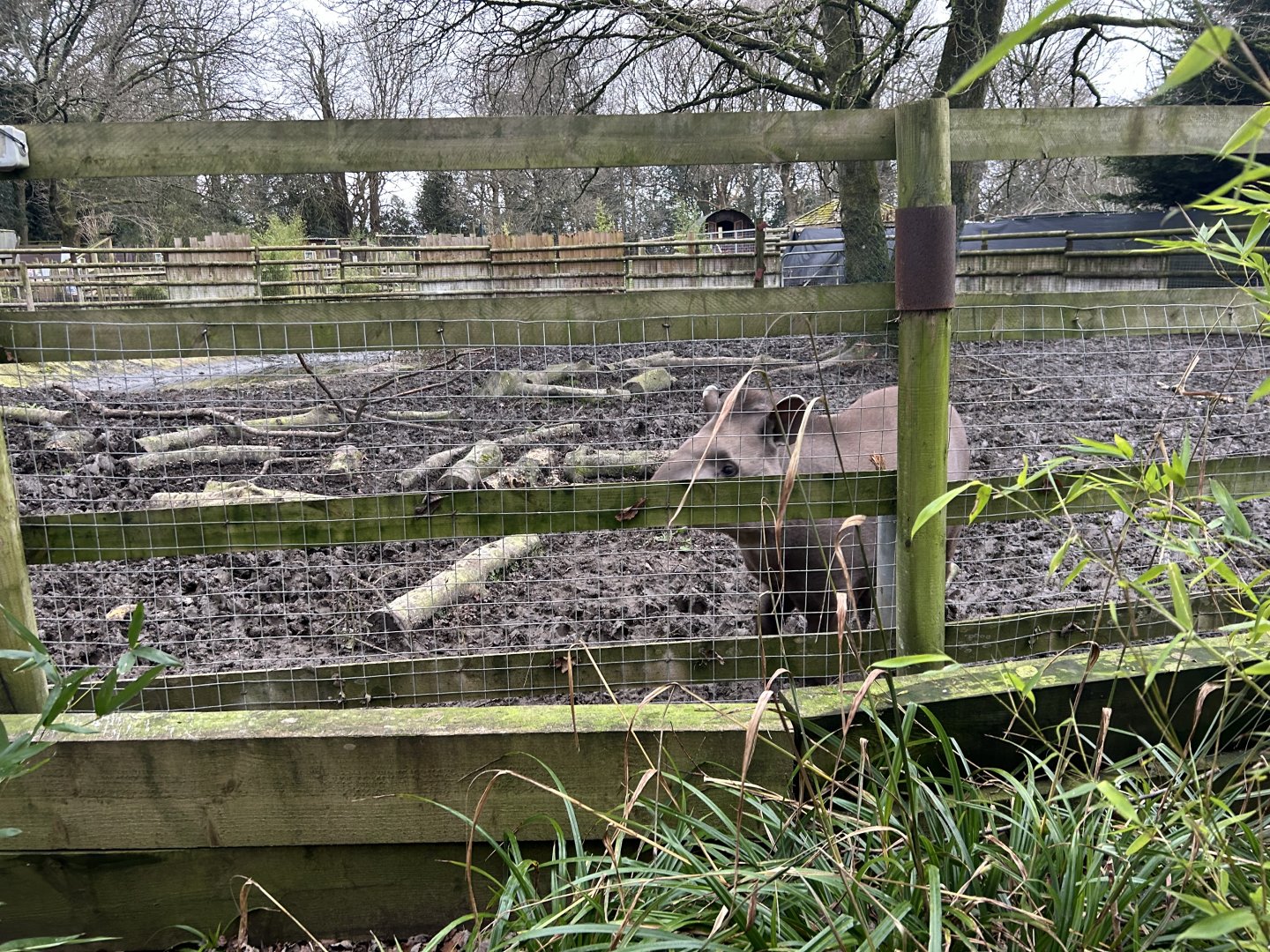 Lowland Tapir Enclosure