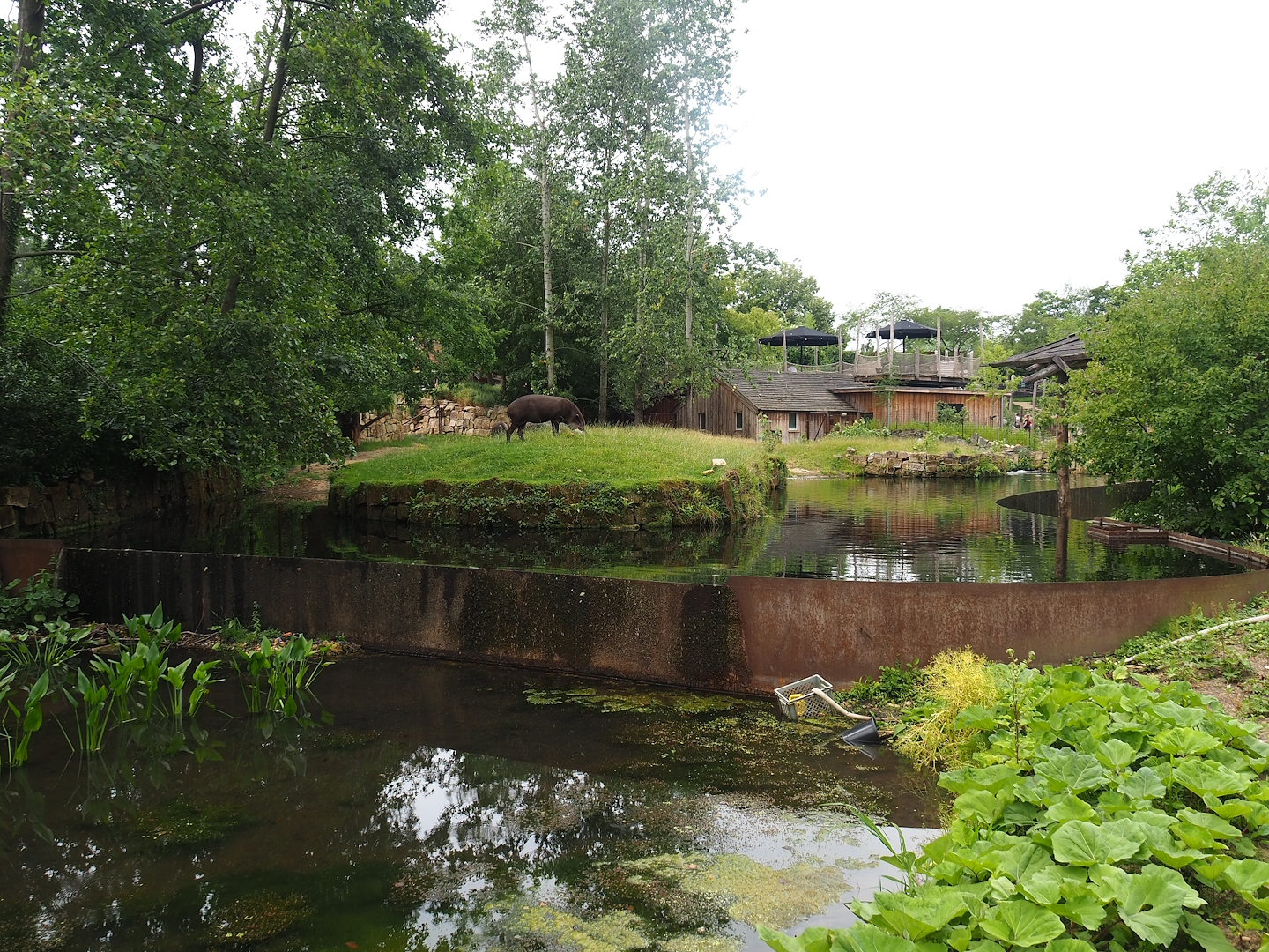 Lowland tapir exhibit, 2023-07-18