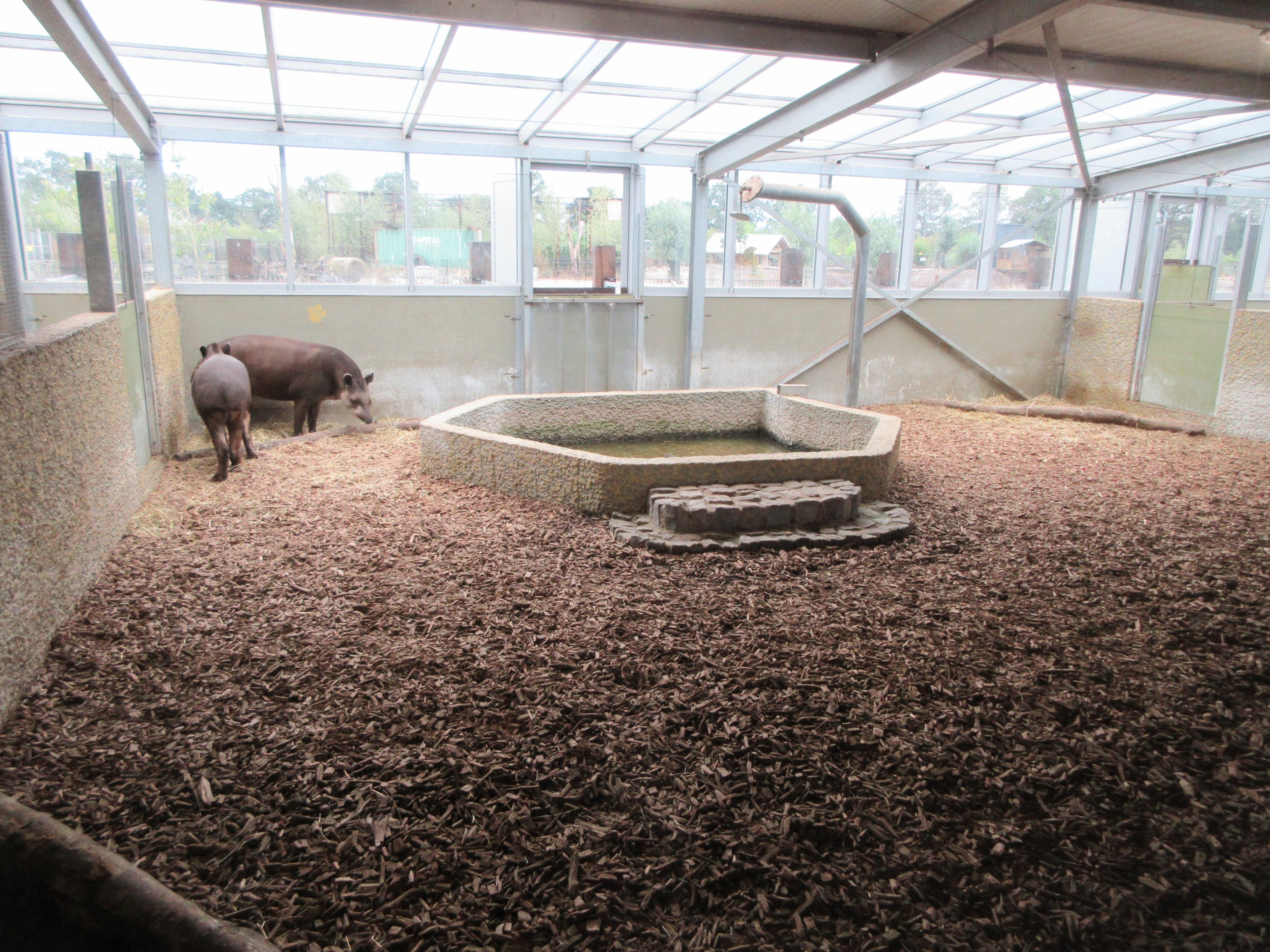 Lowland Tapir Exhibit - indoor quarters