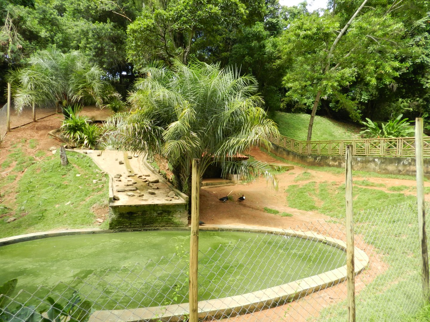 Lowland tapir exhibit - Salvador zoo (PZGV)