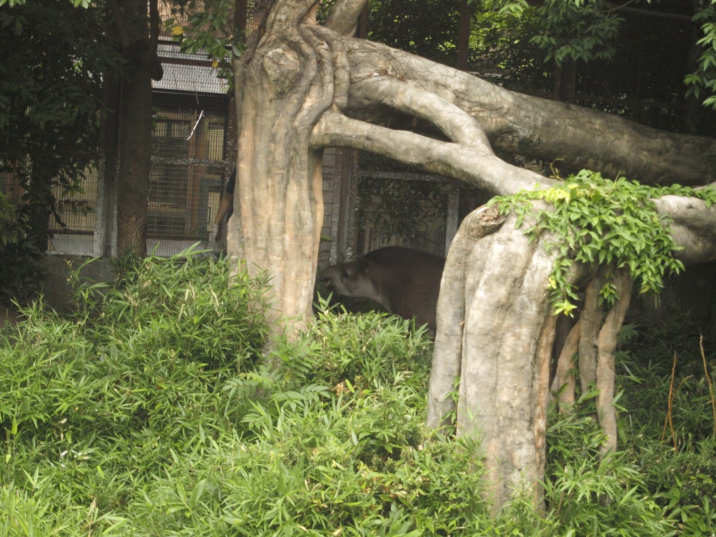 Lowland tapir exhibit