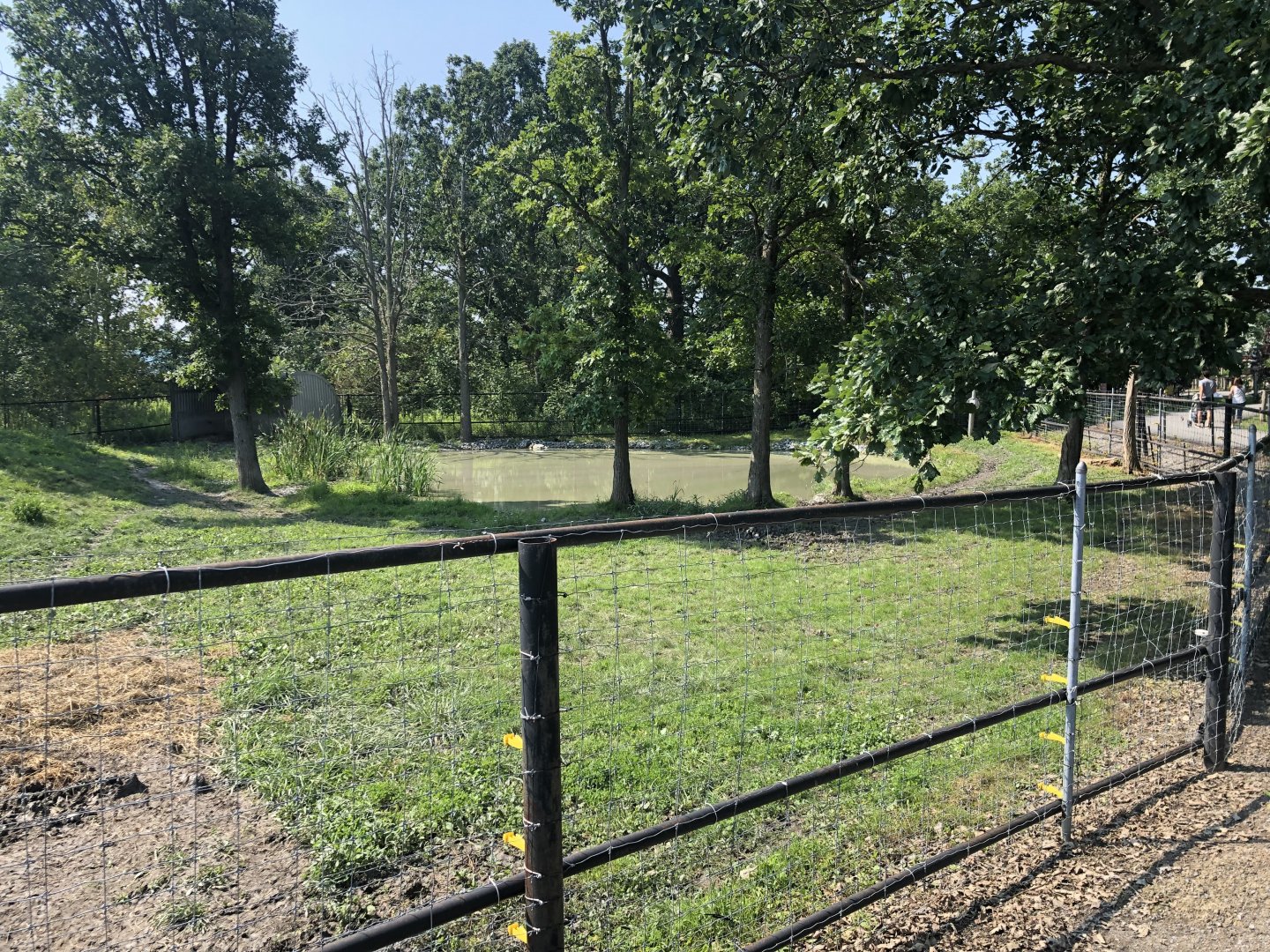 Lowland Tapir Exhibit