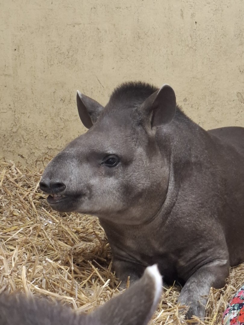 Lowland Tapir (Experience)