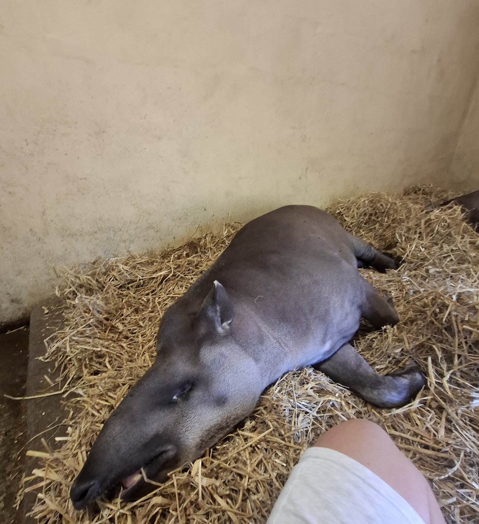 Lowland Tapir (Experience)