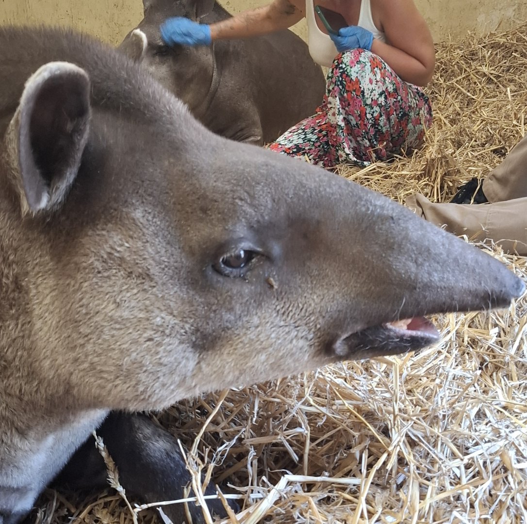 Lowland Tapir (Experience)