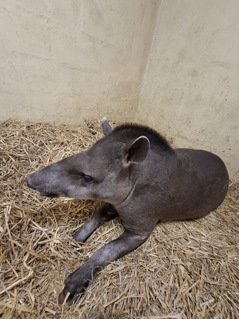 Lowland Tapir (Experience)