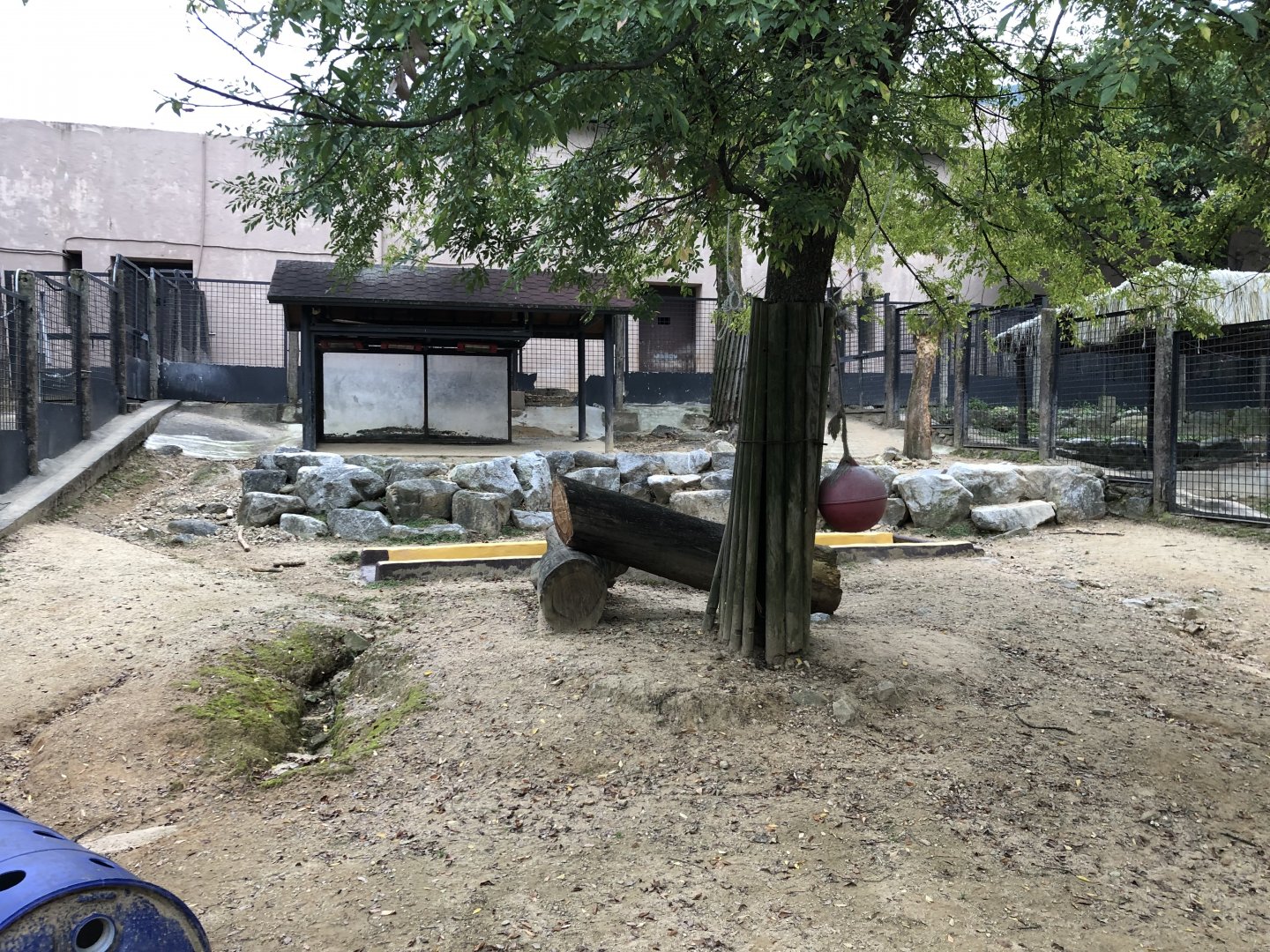 Lowland Tapir, Giant Anteater & Patagonian Mara Exhibit