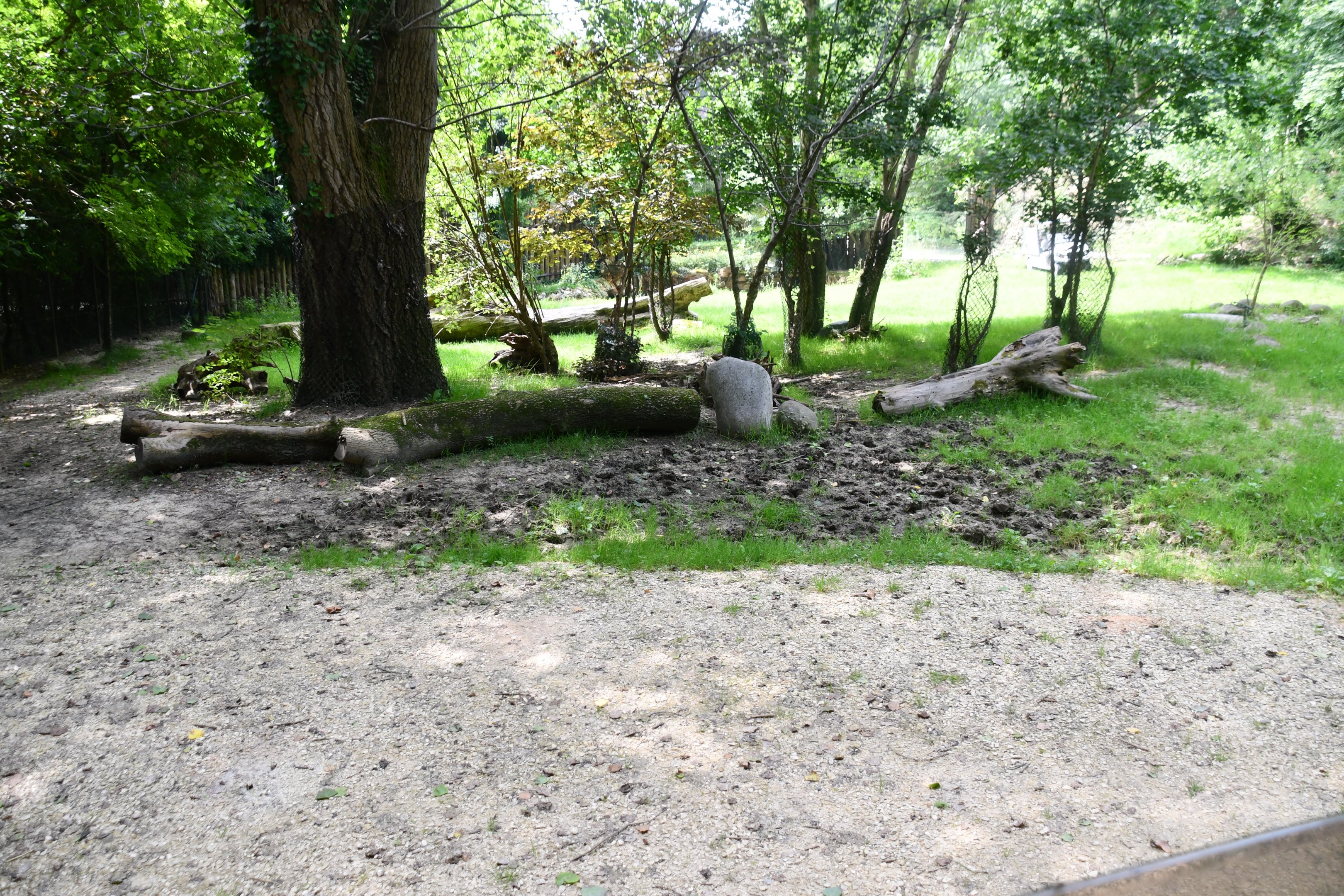 Lowland Tapir/Greater Rhea exhibit