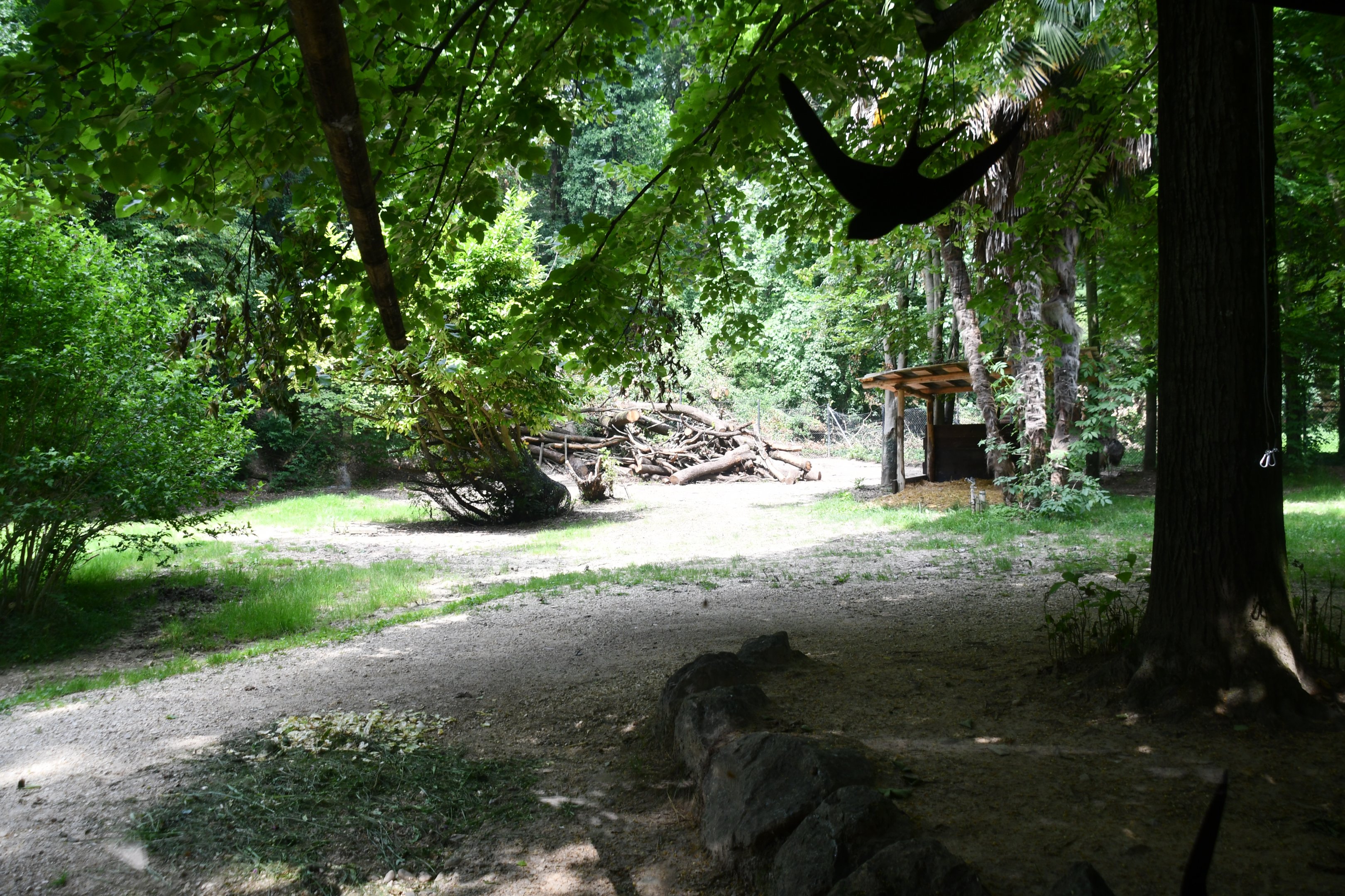 Lowland Tapir/Greater Rhea exhibit