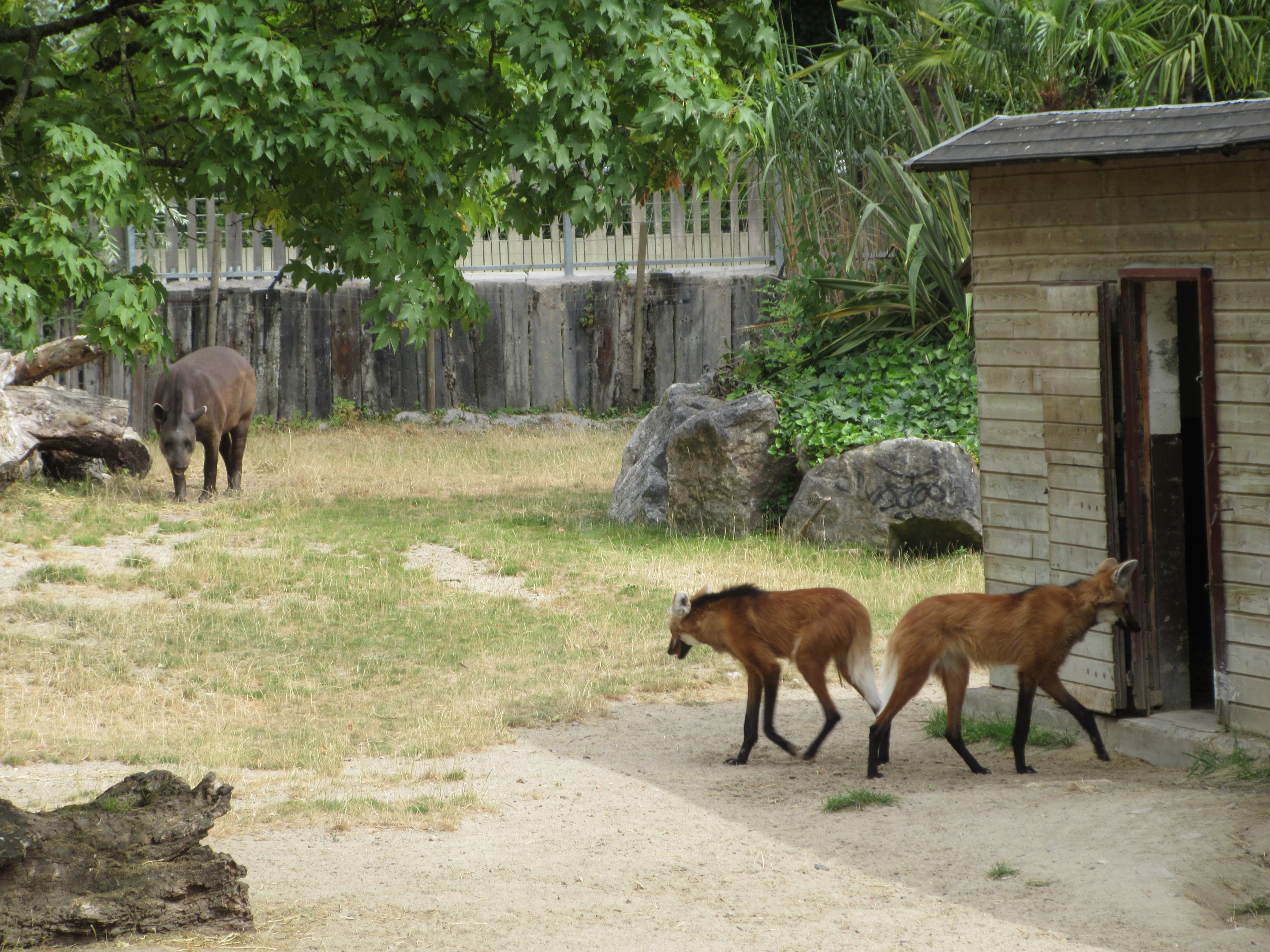 Lowland Tapir + Maned Wolves