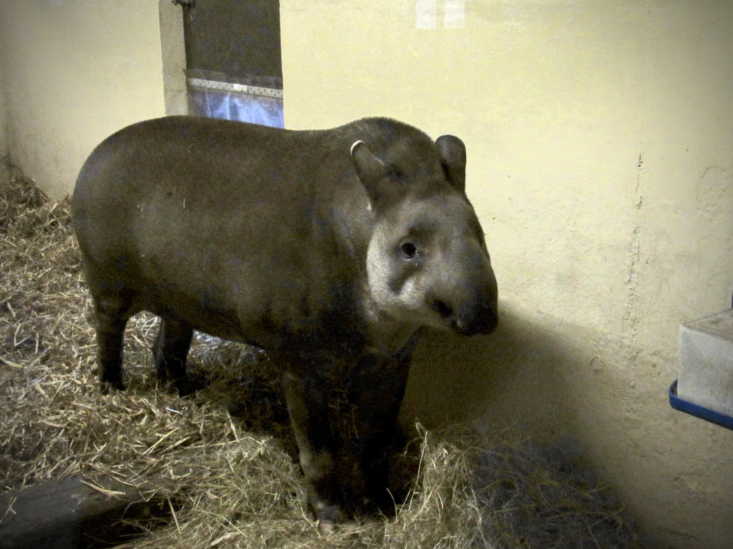 Lowland tapir - Meena