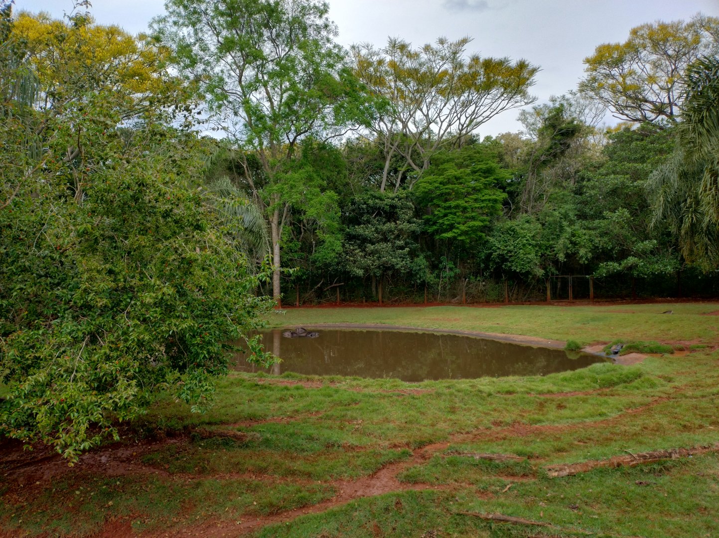 Lowland tapir/peccary exhibit - RBBV (ZRRL)