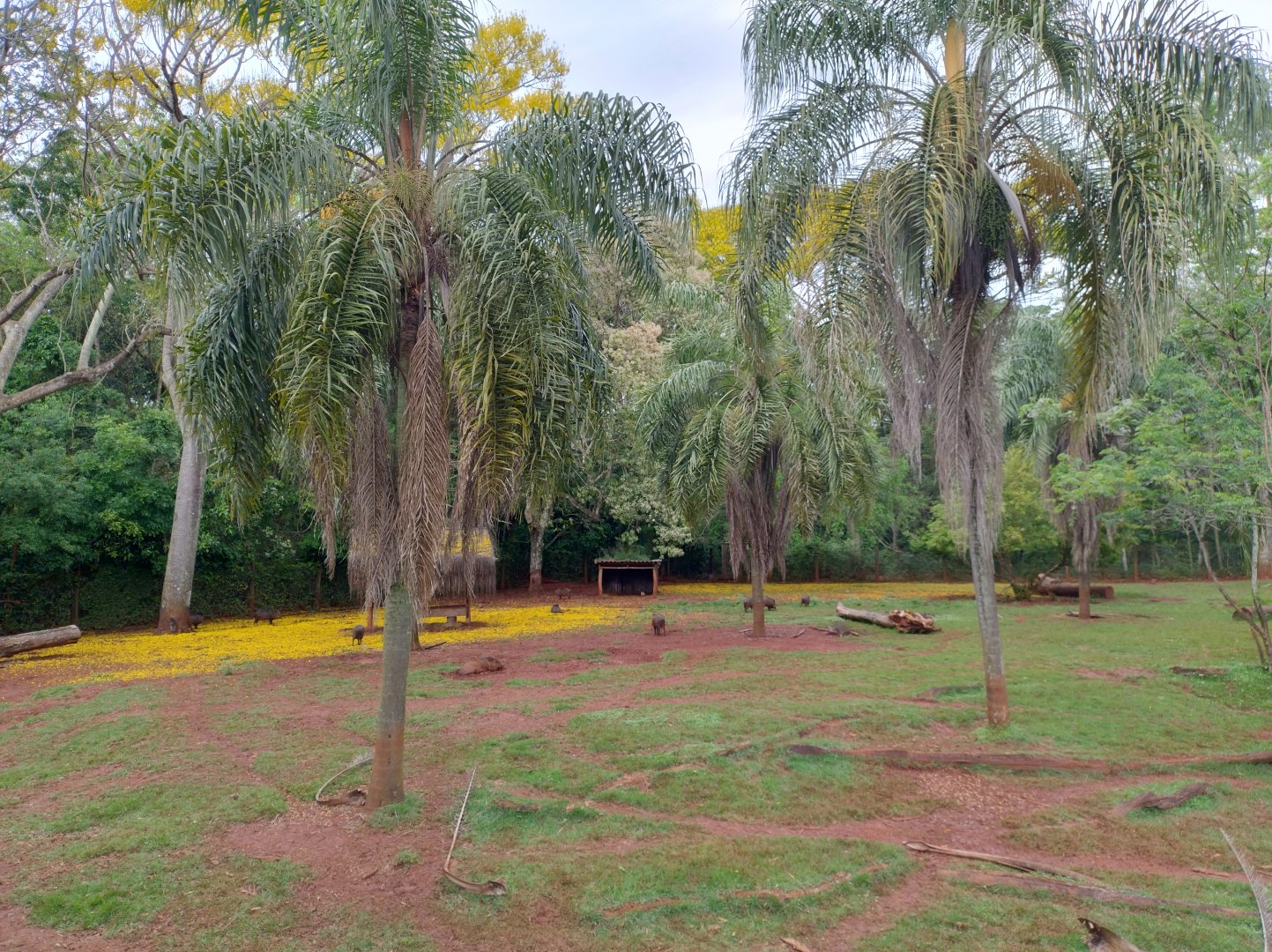 Lowland tapir/peccary exhibit - RBBV (ZRRL)