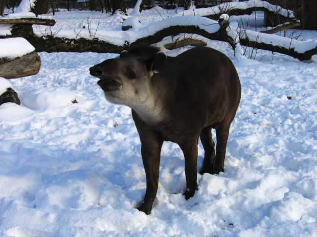 Lowland Tapir @ Prague zoo