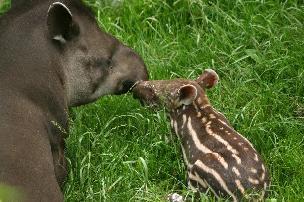 Lowland Tapir @ Prague zoo