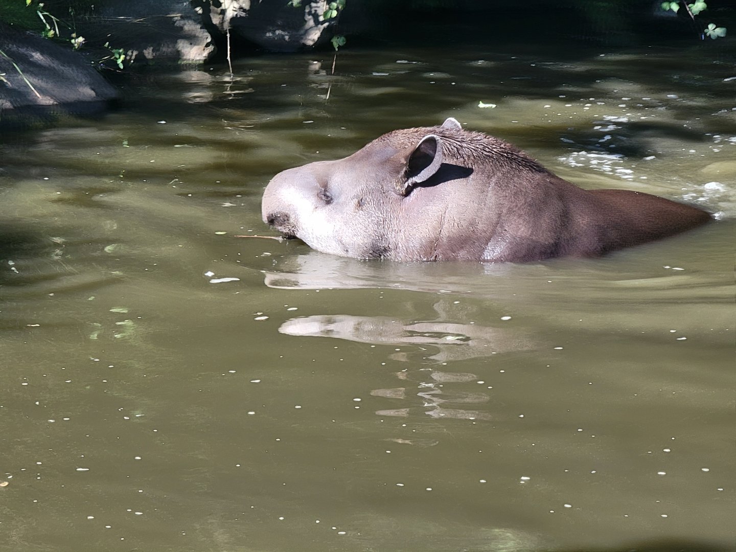 Lowland Tapir swimming