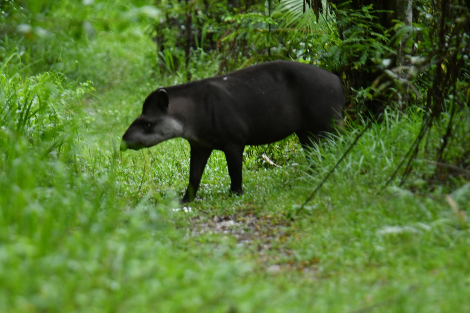 Lowland tapir (Tapir terrestris)