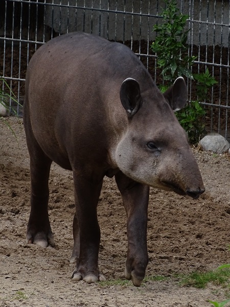 Lowland tapir (Tapirus terrestris) (07/22)
