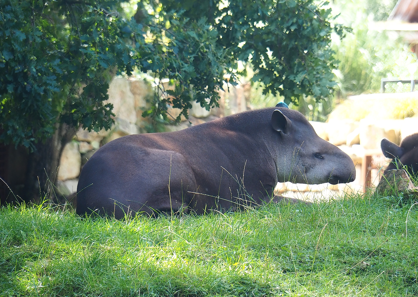Lowland tapir (Tapirus terrestris), 2022-08-20